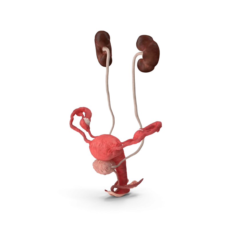 3D prikaz zenskog reproduktivnog sistema.
